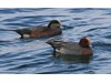 Photo of American And Eurasian Wigeons - Anas americana